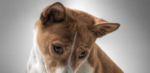 如何让你的爱犬健康过冬（宠物犬冬季护理与健康食谱）