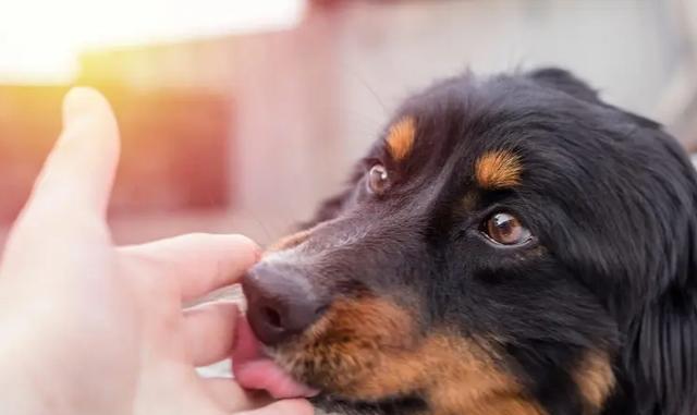 如何训练你的宠物狗不乱舔人（有效的方法让你的狗变得更可爱）