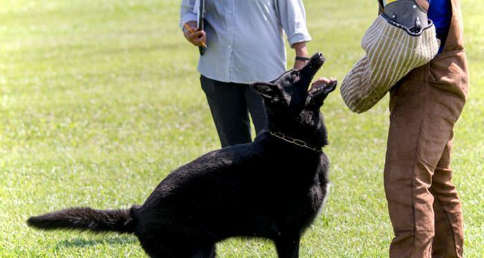 德国牧羊犬握手训练详解（如何训练宠物德国牧羊犬握手？让你的狗狗成为“握手高手”！）