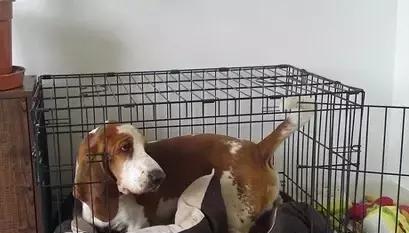 如何训练宠物狗进入笼子（通过渐进式训练帮助狗狗进入笼子）