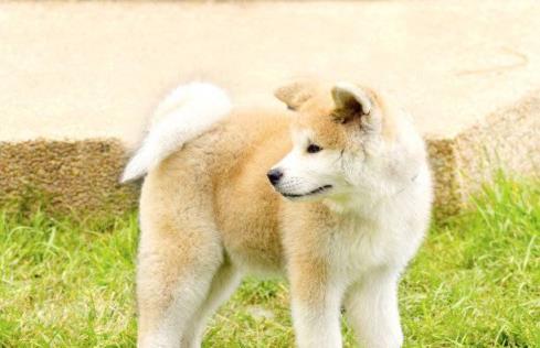 如何训练秋田犬成为优秀的看家犬（宠物爱好者必备的训练技巧，从小事做起）