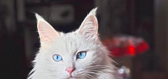 爱护长毛猫，从日常护理开始（15个必知护理事项，让你的长毛猫健康快乐）