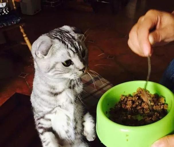 揭秘折耳猫口臭的原因（探究口臭背后的真相，让您的折耳猫不再伤感情）