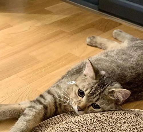 如何快速找回走丢的爱猫？（宠物主人必读，教你找回走失的猫咪！）