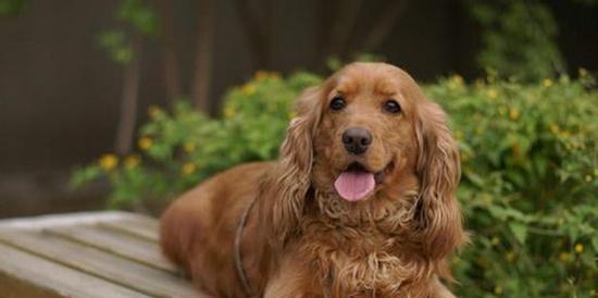 禁止可卡犬食用的食物（了解可卡犬饮食需求，让爱犬健康成长）