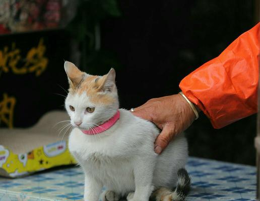 营养大赞！猫狗的最爱-蓝莓（探寻蓝莓的丰富营养与健康益处）