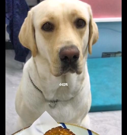 让狗狗眼睛明亮的7大食物（宠物健康从眼睛开始，）