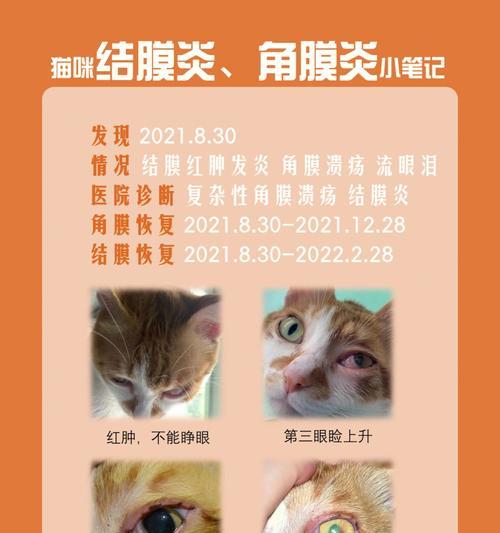 宠物犬角膜发炎的处理方法（预防措施、治疗方法及康复护理）