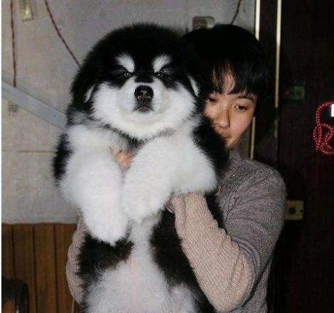 培养你的宠物阿拉斯加犬不乱大小便，从训练开始（15个小技巧，让你的宠物犬保持清洁卫生）
