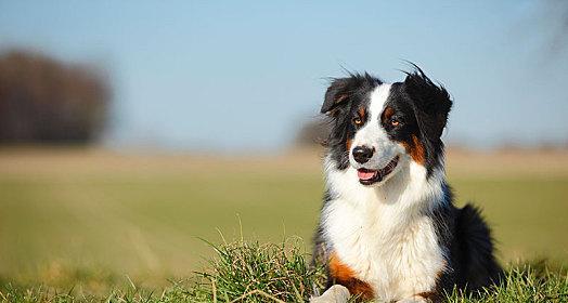 养护澳大利亚牧羊犬的绝佳方法（以宠物为主，助你成为一名成功的澳大利亚牧羊犬主人）
