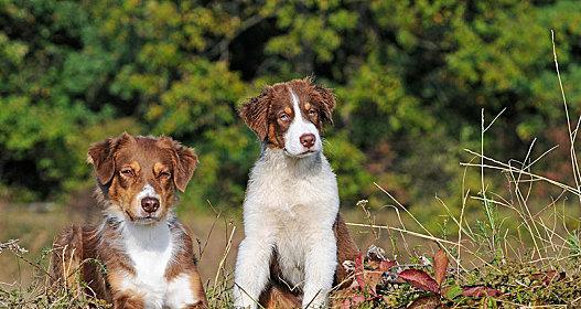 澳大利亚牧羊犬放屁之谜（宠物主人必知的秘密）