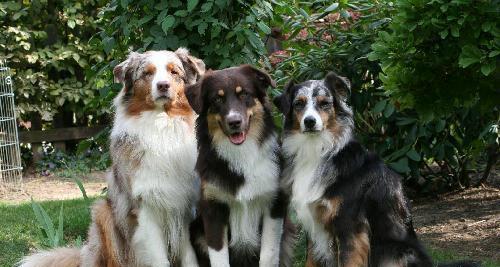 如何进行澳洲牧羊犬的日常毛发护理？（掌握以下15个小技巧，让您的爱宠毛发亮丽、健康）
