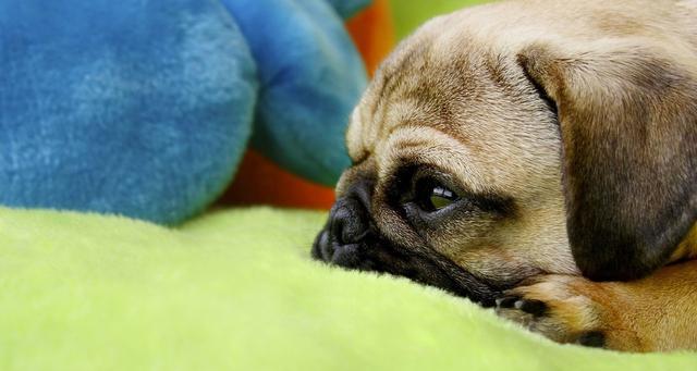 以巴哥犬吃多了吐了应该怎么办？（掌握应对以巴哥犬进食过量后的处理方法，让宠物健康生活。）