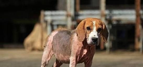 宠物保健（跳蚤和寄生虫在柴犬身上的危害以及预防和治疗方法）