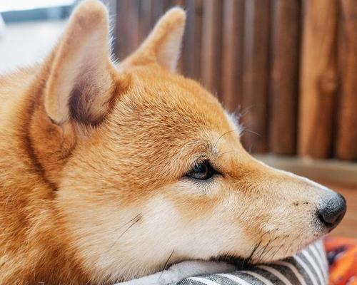 如何为你的柴犬狗狗提供最好的护理？（一步步教你如何照顾你的柴犬狗狗，让它健康快乐生活！）