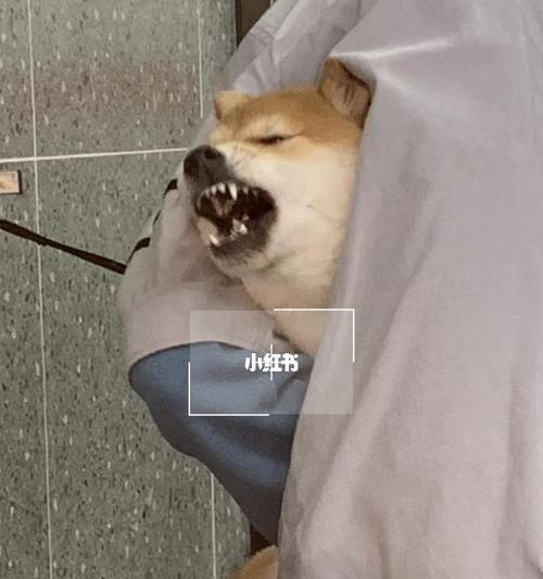 如何帮助你的柴犬狗狗洗澡（一步步教你如何给你的爱宠洗个干净浴）