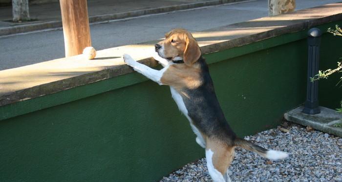 比格犬便秘应对全攻略（从饮食到运动，全面解决比格犬便秘问题）