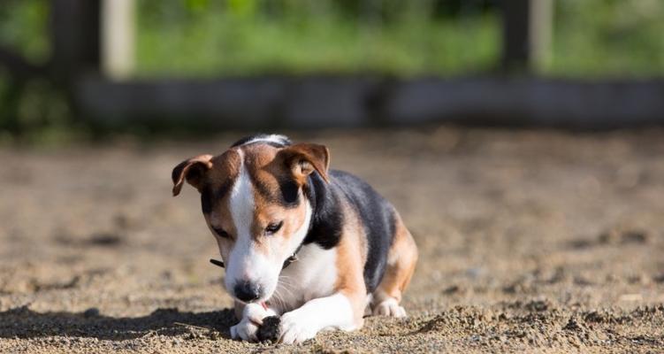 如何训练比格犬坐下（以宠物为主的比格犬训练指南）