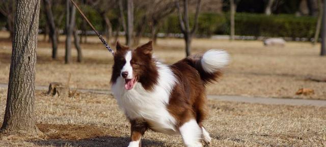 边境牧羊犬的饲养基本条件（以宠物为主的实用指南）