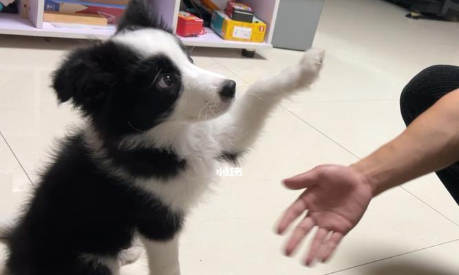 当宠物变成凶犬（掌握正确的处理方式，保障您和宠物的安全）