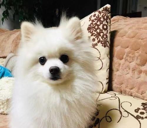 如何照顾宠物博美的换毛期？（注意事项、防止秃毛、保持健康）
