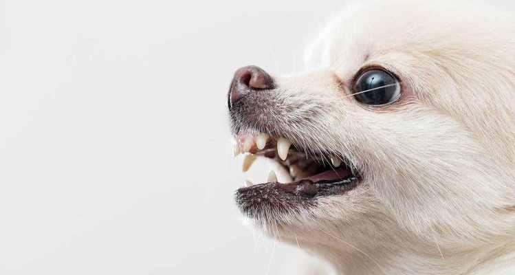 如何做好博美犬眼部护理？（关注博美犬眼部健康，远离眼疾病！）