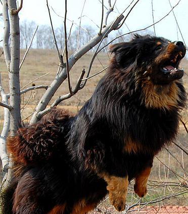 藏獒和其它狗狗的区别（从体型、性格、训练难度等方面探讨藏獒和其他狗狗的不同）