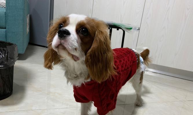 如何科学地喂养老年期的查理王小猎犬？（以宠物为主，护理老年犬健康长寿）