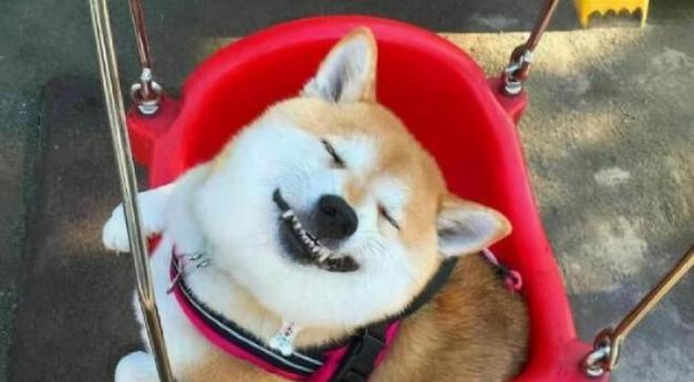 为什么柴犬不喜欢喝水？（揭秘柴犬不喝水的原因及解决方法）