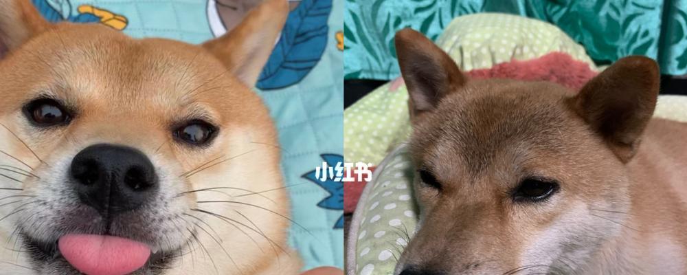 如何让你的柴犬毛发长得又快又好？（以宠物为主，了解什么食物对于柴犬有益？）