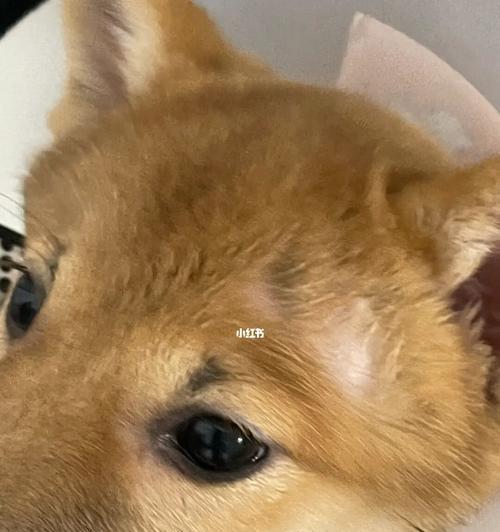 如何治疗柴犬皮肤病？（以宠物为主，让你的柴犬健康美丽）