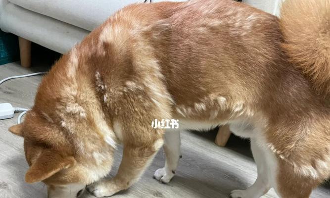 以柴犬掉毛厉害吗（狗毛脱落是它们的自然生理现象，但有什么需要特别注意的吗？）