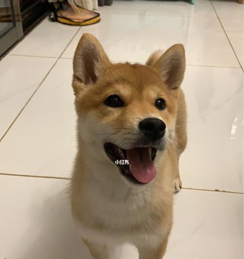 如何治疗柴犬高血脂症？（宠物的健康需得到重视）