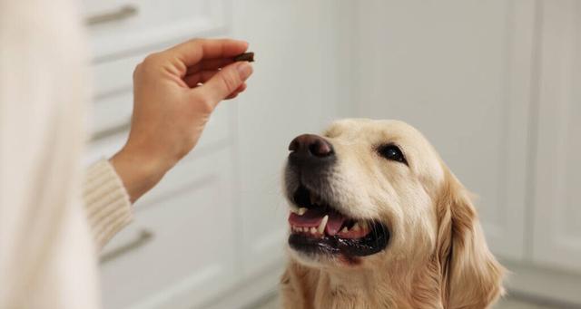 如何给你的狗狗刷牙？（铲屎官们请注意，刷牙不仅仅是人类的事情！）