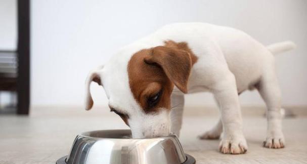 如何正确喂养狗狗，满足它们的饮食需求？（狗狗吃饭，你需要知道的注意事项）