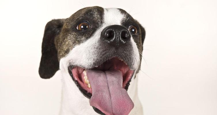 探究宠物狗舌色与健康的关系（宠物狗的健康指标及舌色变化分析）