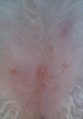 宠物狗皮炎湿疹的治疗方法（掌握这些方法，让你的狗狗远离皮肤病！）
