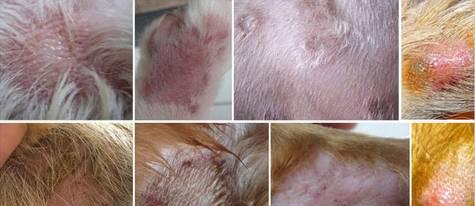 宠物狗真菌性皮肤病的治疗（一场与真菌的战争——治疗宠物狗真菌性皮肤病的方法）