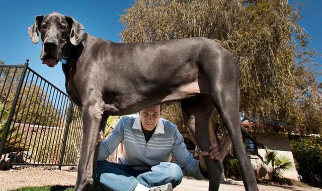 大丹犬守护主人的技巧（以宠物为主，让大丹犬成为最佳护卫）