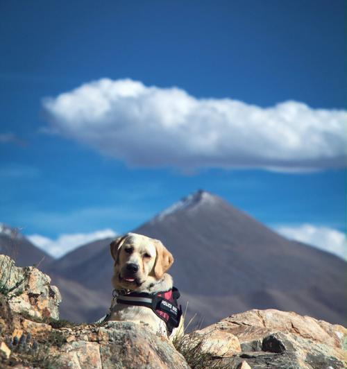 带狗狗登山指南（让你的宠物狗陪你征服高峰）