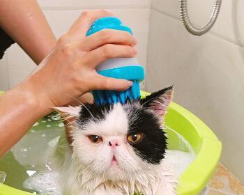 如何为新带回家的猫咪提供第一次洗澡？（在带猫咪回家后的正确洗澡方法和注意事项）