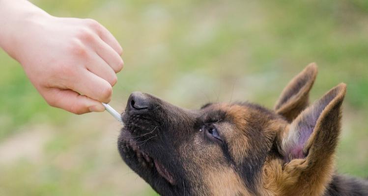 德国牧羊犬背痛的原因剖析（探究德国牧羊犬背痛的成因及治疗方法）