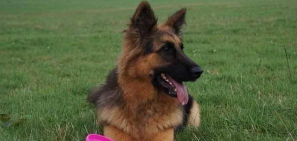 如何让德国牧羊犬不掉毛（宠物爱好者必看，一键掌握德国牧羊犬不掉毛的方法！）