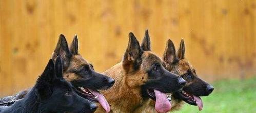 如何护理德牧犬换毛期？（以宠物为主，五项须知让你轻松应对换毛期）