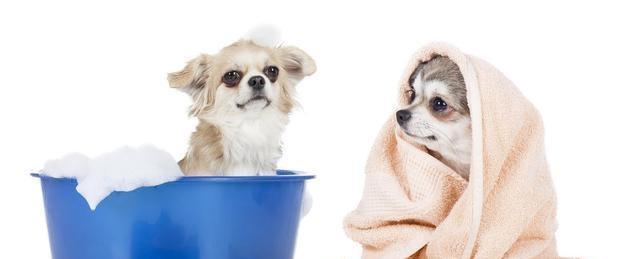 冬季给狗狗洗澡的注意事项（如何正确给宠物狗冬季洗澡）