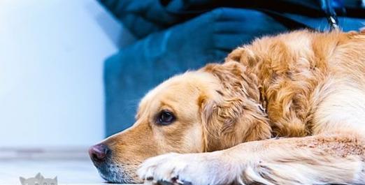 冬季饲养金毛犬的注意事项（为您的宠物提供舒适的冬季生活）