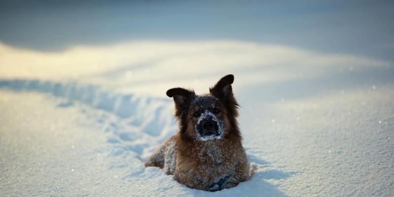 冬季照顾宠物狗的重点（为你的狗狗提供温暖和关爱）