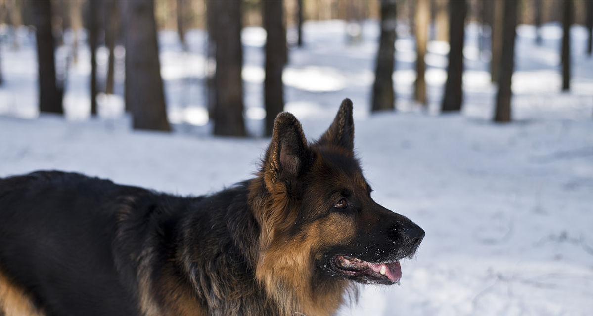 冬季德国牧羊犬护理指南（为您的宠物营造温暖舒适的冬季生活）