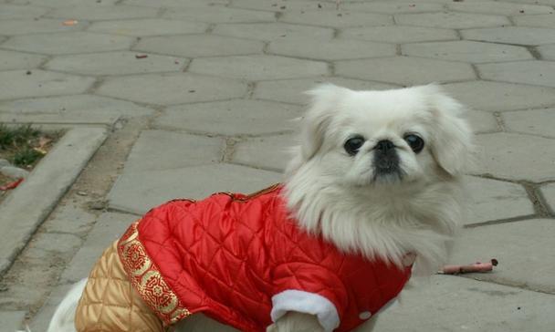 如何选择京巴的冬季狗衣服（宠物专家分享，如何给京巴选购合适的冬季狗衣服）
