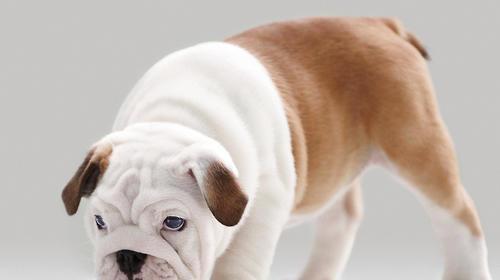 如何合理饲养斗牛犬（从宠物生活习性到健康保养全方位关照，打造一只优秀的斗牛犬）
